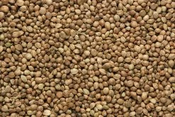 Baracuda Fishing Tackle Hemp Seeds Bulk Bag 30kg